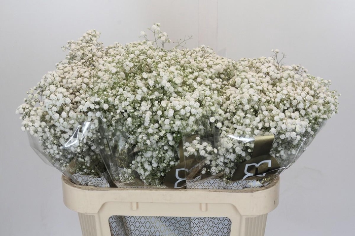 <h4>Gyps Xlence</h4>