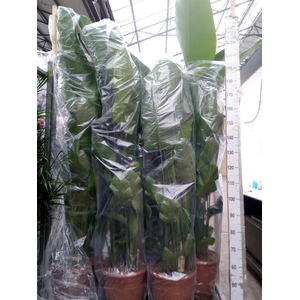 Strelitzia nicolai
