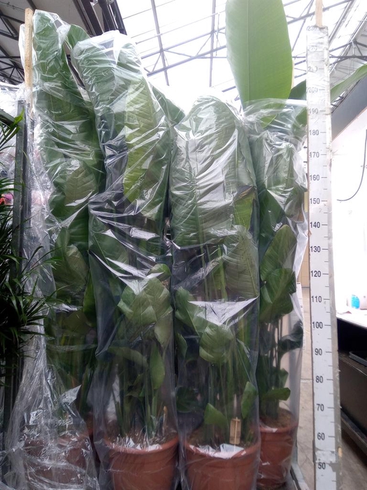 <h4>Strelitzia nicolai</h4>