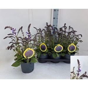 SALVIA FA MIDN MODEL