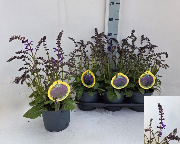 <h4>SALVIA FA MIDN MODEL</h4>