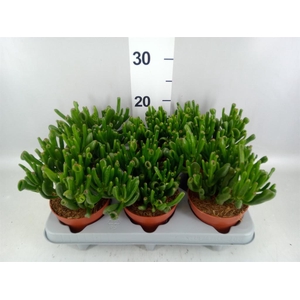 Crassula ovata 'Gollum'