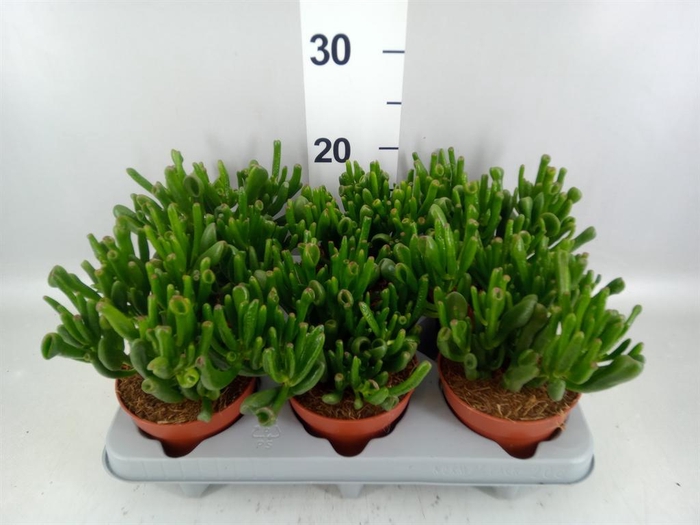 <h4>Crassula ovata 'Gollum'</h4>