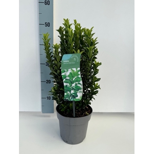 Euonymus Green Spire