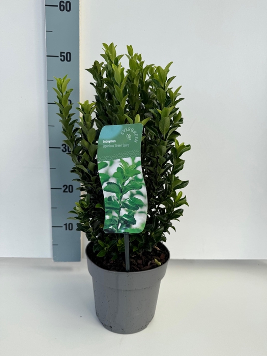 <h4>Euonymus Green Spire</h4>