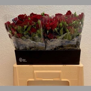 R Tr Velvet Blossoms