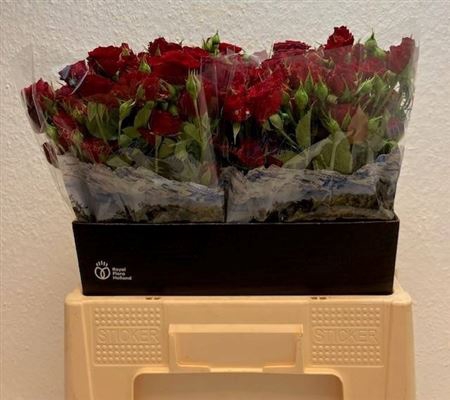 <h4>R Tr Velvet Blossoms</h4>