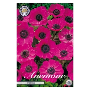 Anemone Coronaria Sylphide x20 5/6