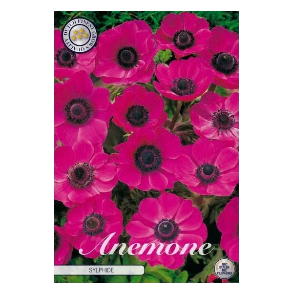 <h4>Anemone Coronaria Sylphide x20 5/6</h4>