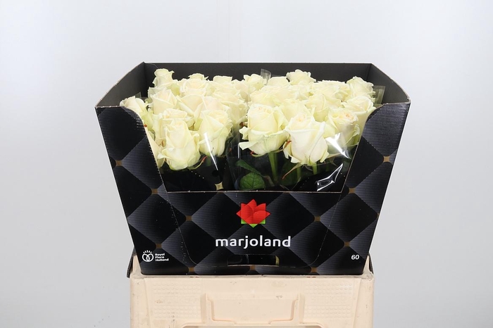 <h4>R Gr Dolomiti</h4>