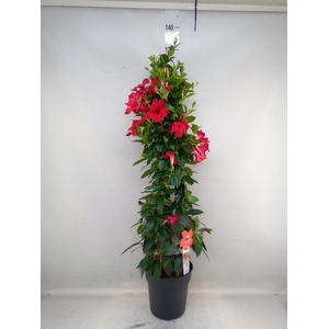 Mandevilla sand. 'SumStar Red'