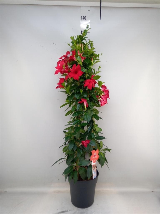 <h4>Mandevilla sand. 'SumStar Red'</h4>