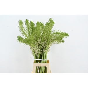 EUCOMIS ARTISTIEK