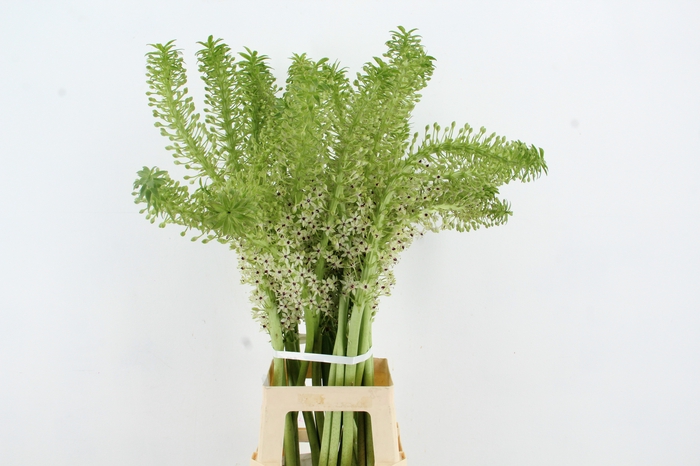 <h4>EUCOMIS ARTISTIEK</h4>