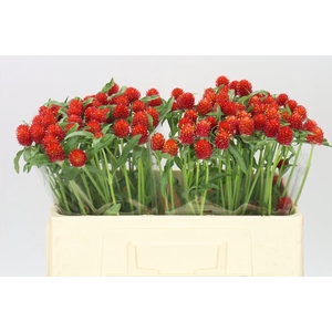 Gomphrena Gl Strawberry Red