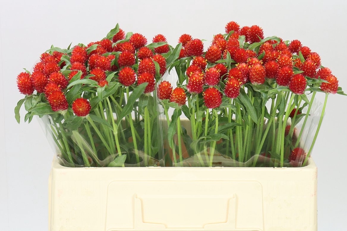 <h4>Gomphrena Gl Strawberry Red</h4>