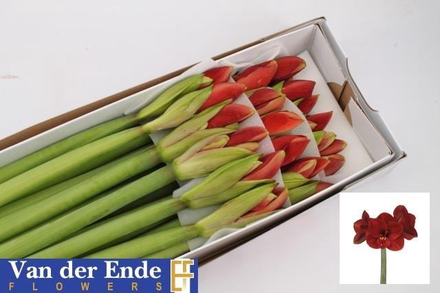 <h4>HIPP GA FERRARI</h4>