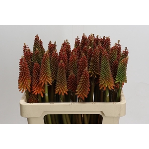 Kniphofia Alcazar