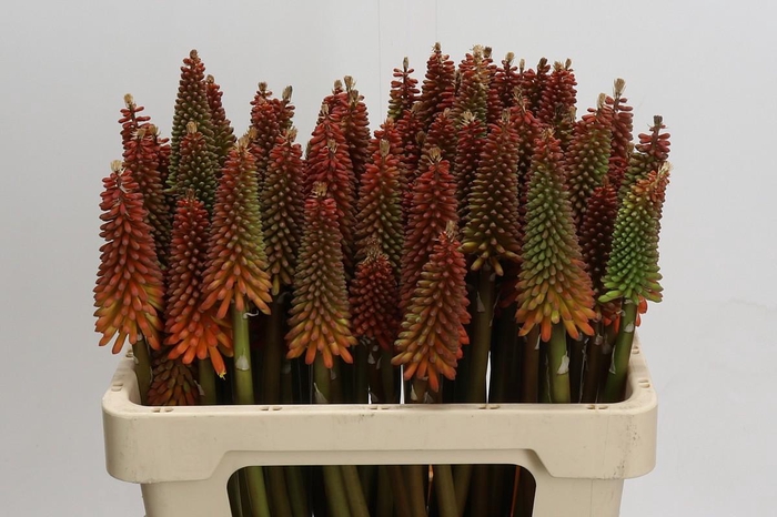 <h4>Kniphofia Alcazar</h4>