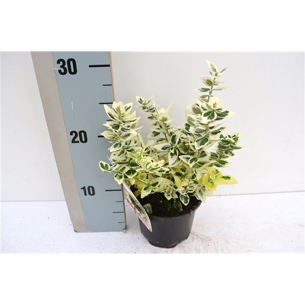 <h4>Euonymus fortunei Dan's Delight</h4>