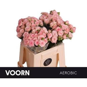 Rosa spray aerobic
