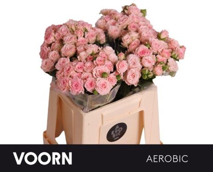 <h4>Rosa spray aerobic</h4>