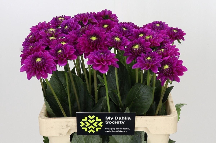 Dahlia BA 'Purple Fox'