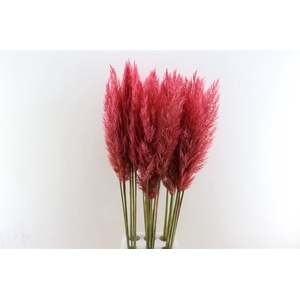 Cortaderia Opgetrokken Rood Stem