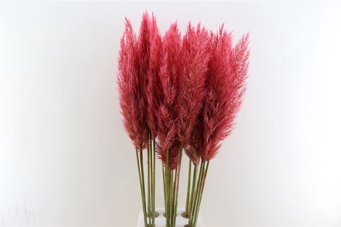 Cortaderia Opgetrokken Rood Stem