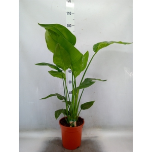 Strelitzia nicolai