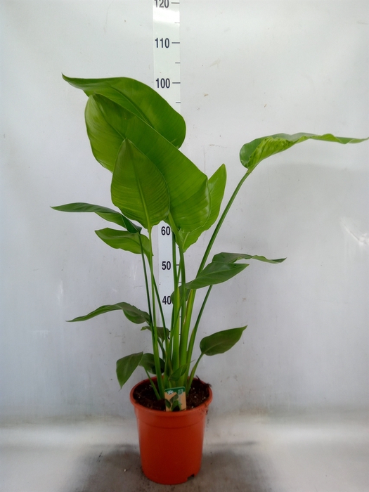 <h4>Strelitzia nicolai</h4>