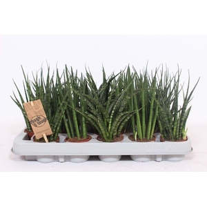 Sansevieria Luxe mix IT