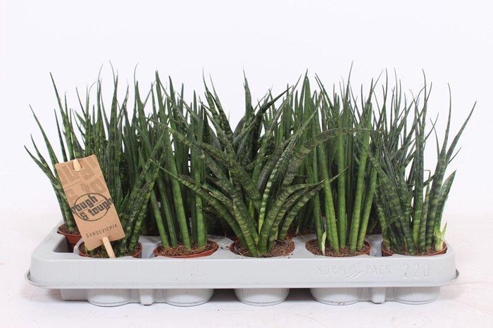 <h4>Sansevieria Luxe mix IT</h4>