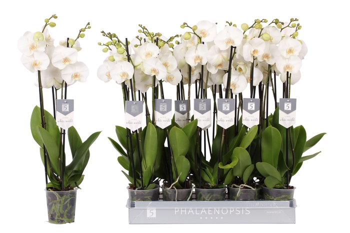 <h4>PHAL WHITE WORLD 3 TAK</h4>