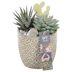 PTSU8470 Arrangement Succulenten in keramiek pot