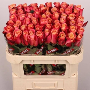 R GR HELENE