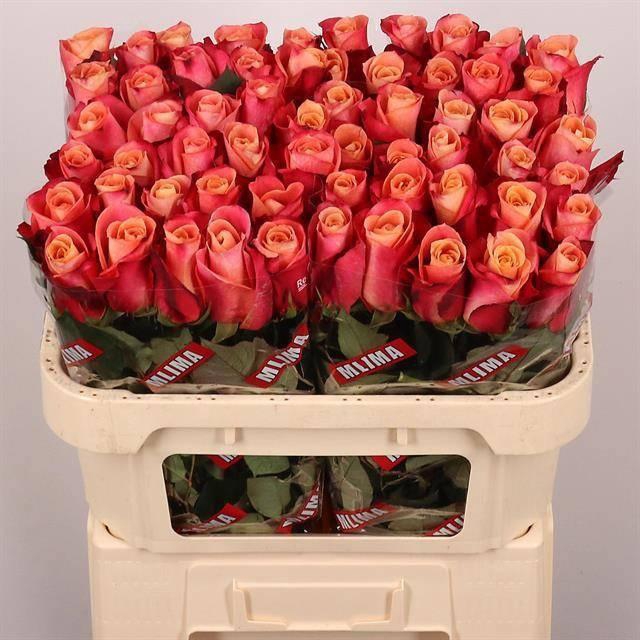 <h4>R GR HELENE</h4>