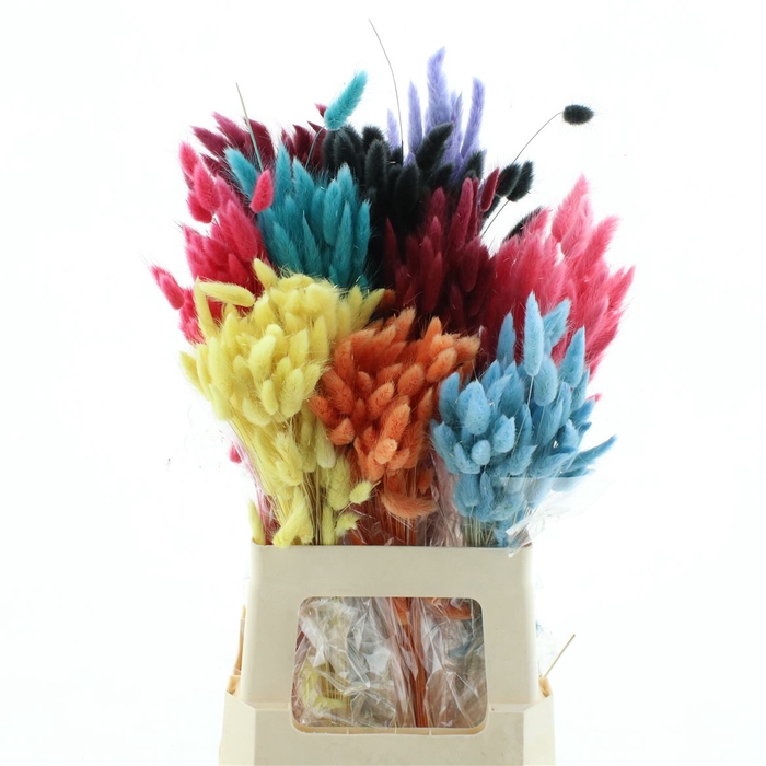 <h4>Dried Lagurus Bleached Mix Bs</h4>