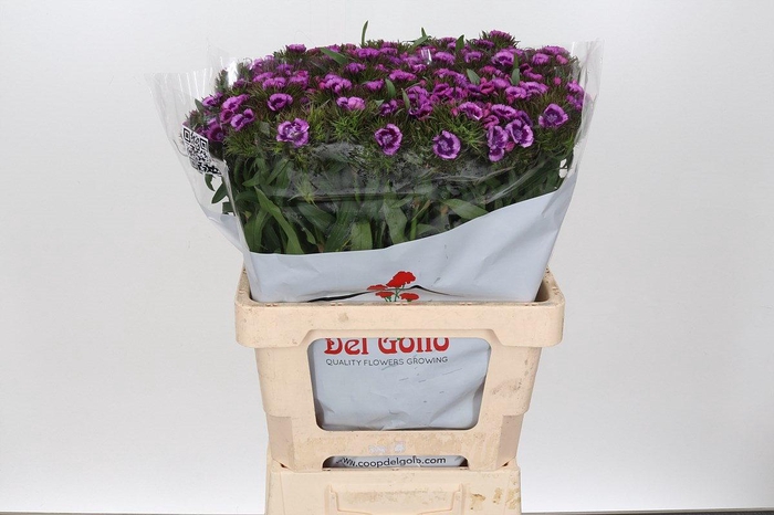<h4>Dianthus Br Aldo Lilla Fantasia</h4>