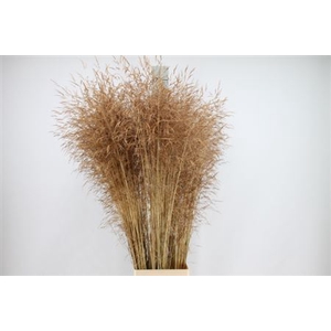 Siergras Deschampsia Zalm Dry