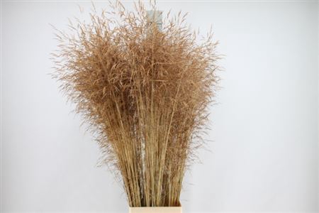 <h4>Siergras Deschampsia Zalm Dry</h4>