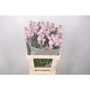 Matth Iron Light Pink