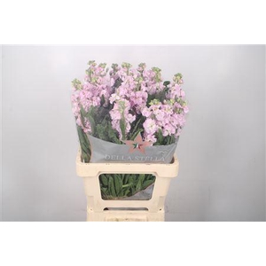 Matth Iron Light Pink