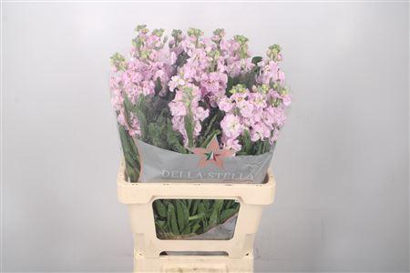 Matth Iron Light Pink