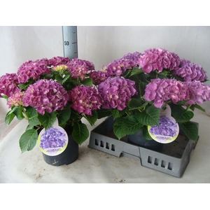 Hydrangea mac.   ...