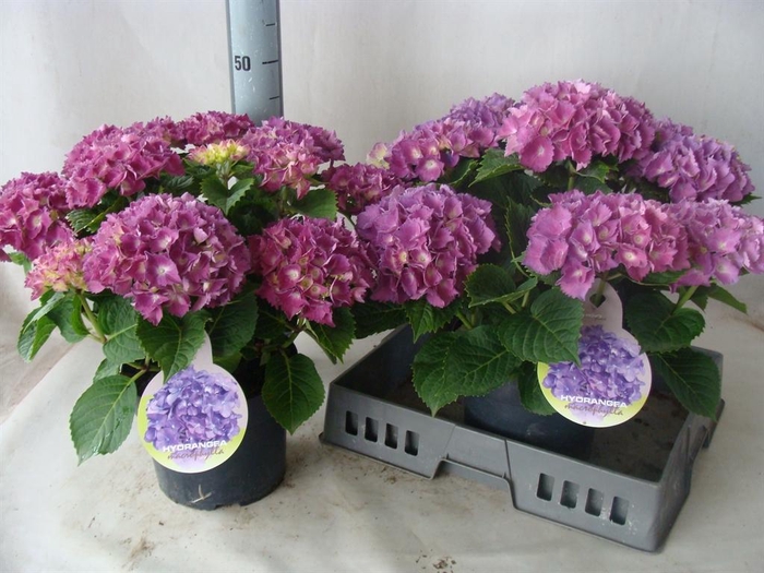 <h4>Hydrangea mac.   ...</h4>