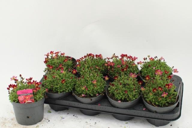 <h4>SAXIF AR PETER PAN</h4>