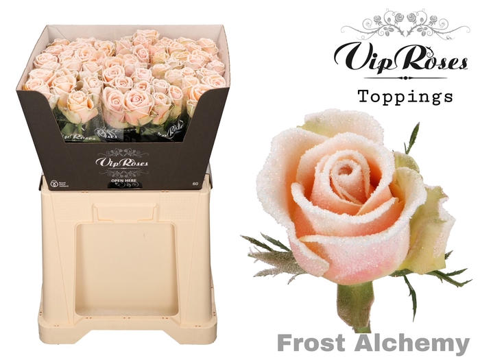 <h4>R GR FROST ALCHEMY</h4>