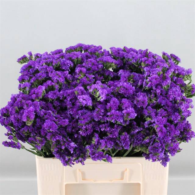 Limonium sinuatum Navy Sun Birds