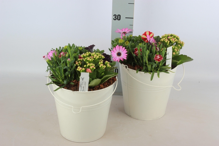 <h4>ARR TUINPLANTEN</h4>